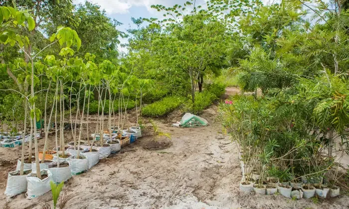 Environmental Sustainability