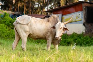 Cow Share Qurbani Malawi