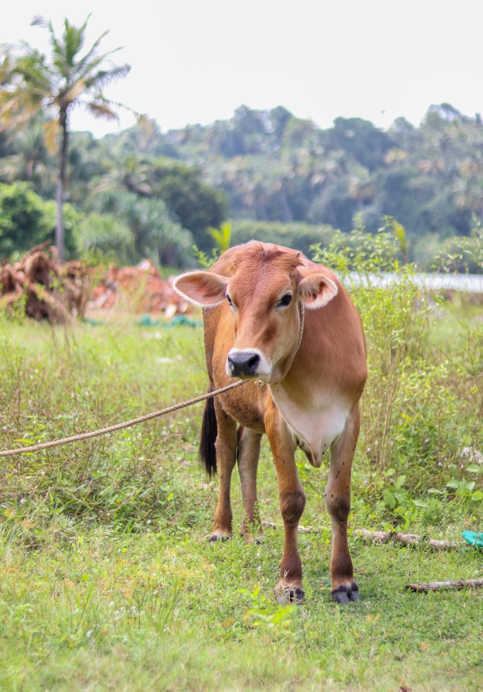 Cow Share Qurbani