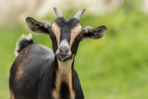 Goat Qurbani Malawi