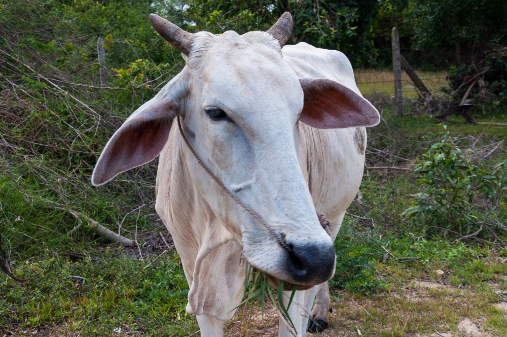 Cow Share Qurbani