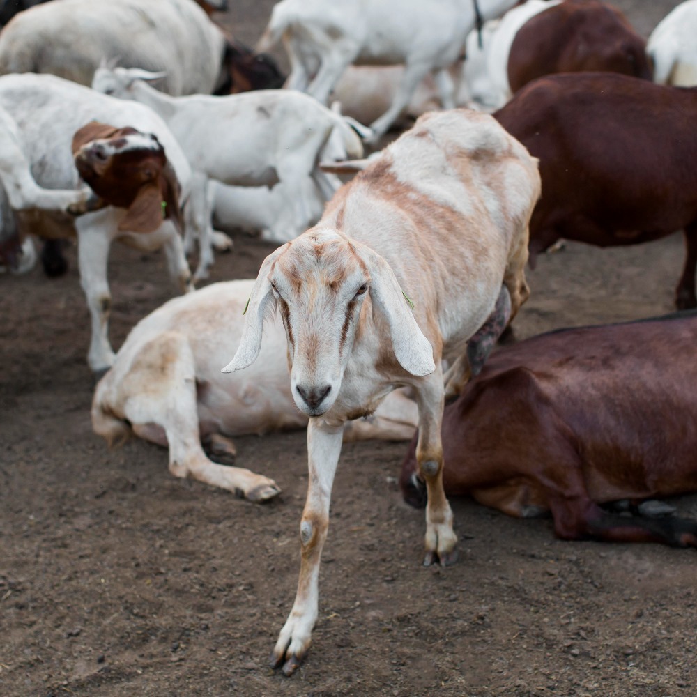 Goat Qurbani