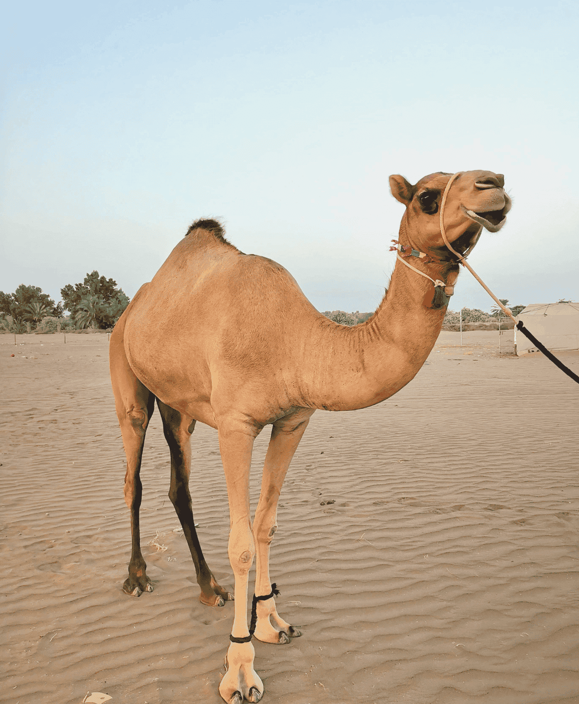 Qurbani Camel