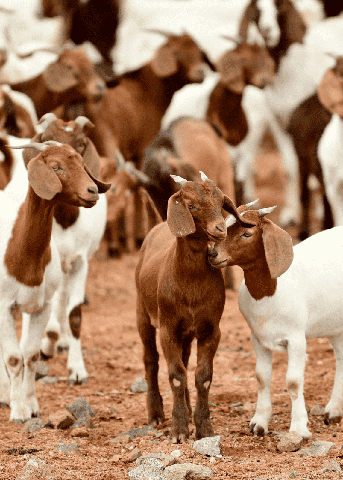 What is Qurbani