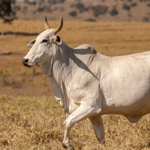 qurbani 1