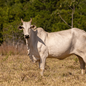 qurbani 2