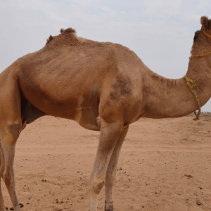 qurbani 3
