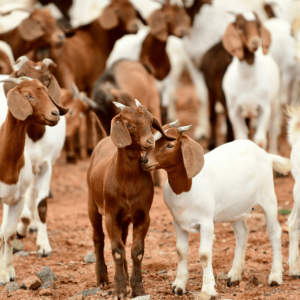 qurbani 4