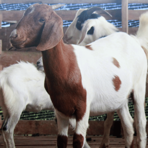 qurbani 5